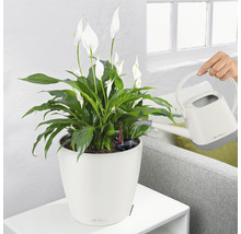 Självvattnande blomkruka LECHUZA Classico Color plast Ø21x20cm vit inkl. vattennivåindikator