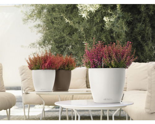 Dekorativa ljungväxter i planteringskärl på ett bord utomhus.