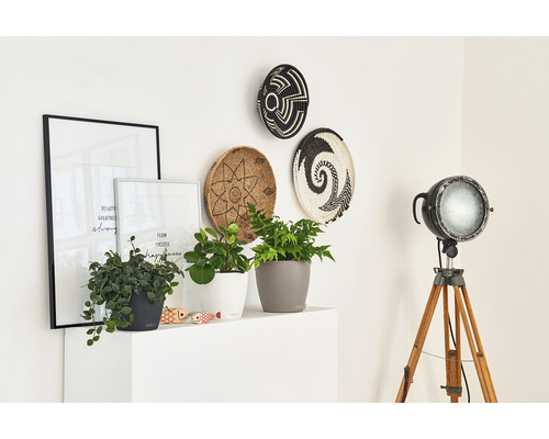 Dekorativ scen med krukväxter, inramade affischer, dekorativa korgar på väggen och en golvlampa på ett stativ.