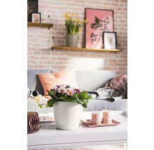 Självvattnande blomkruka LECHUZA Classico Color plast Ø21x20cm vit inkl. vattennivåindikator