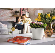 Självvattnande blomkruka LECHUZA Classico Color plast Ø21x20cm vit inkl. vattennivåindikator