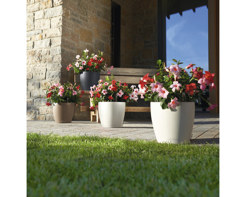 Scen med fyra olika blomkrukor och blommande Dipladenia-växter utomhus