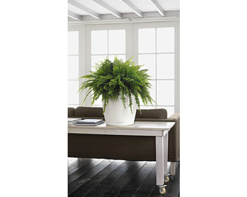 Rumsbild med ormbunke i vit blomkruka på ett bord