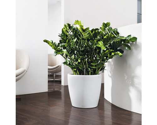 Zamiakalla i vit kruka i ett ljust rum