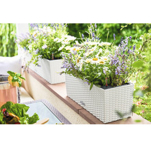 Självvattnande blomlåda LECHUZA Balconera Cottage plast 50x19x19cm vit