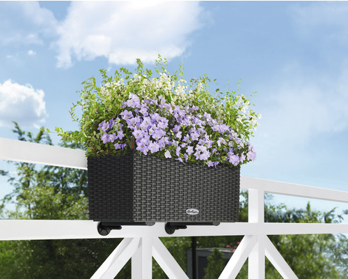 Balkonglåda med lila och vita blommor på räcket