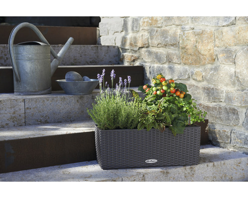 Blomlåda med örter och tomatplantor på en trappa, bredvid en vattenkanna