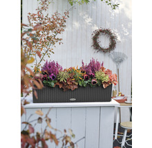 Dekorativ planteringslåda med höstblommor på en terrass