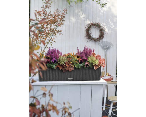 Dekorativ planteringslåda med höstblommor på en terrass