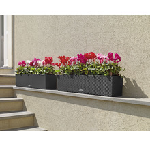Två rektangulära blomlådor med blommor på en vägg