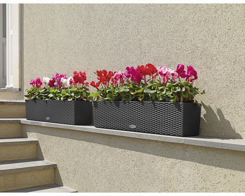 Två rektangulära blomlådor med blommor på en vägg