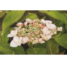Hortensia FLORASELF Hydrangea macrophylla Hovaria 'Love You Kiss' 30-40cm Co 4,6L