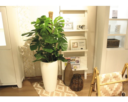 Rumsöversikt med Monstera-växt i kruka, hylla och dekorativa föremål