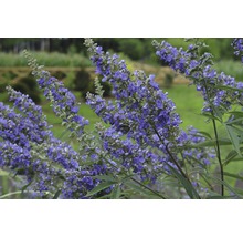 Blomställning av en vinterhärdig sort av kyskhetsträd i trädgården