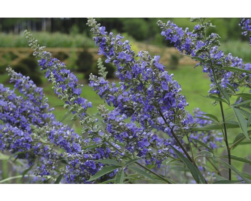 Blomställning av en vinterhärdig sort av kyskhetsträd i trädgården