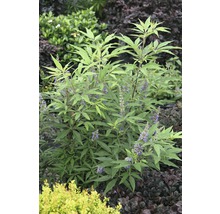 Blommande buske med gröna blad och lila blommor