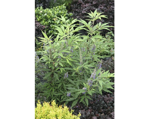 Blommande buske med gröna blad och lila blommor