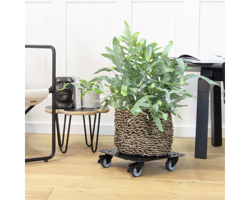 Inomhusväxt i en korg på en växtrulle