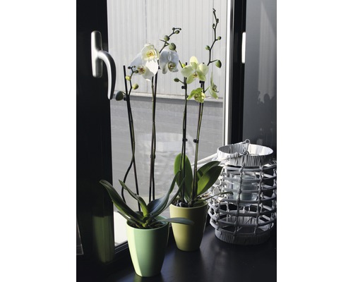 Två blommande orkidéer i krukor och en lykta på en fönsterbräda.