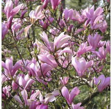Närbild av blommande magnoliabuske