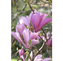 Närbild av en magnoliablomma