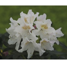 Närbild av en vit rhododendronblomma