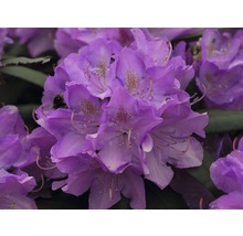 Närbild av en lila rhododendronblomma med en humla