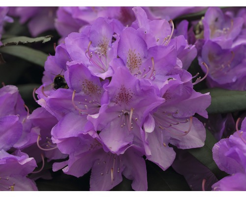 Rhododendron FLORASELF® Rhododendron Hybride 'Rosa' 25-30cm Närbild av en lila rhododendronblomma med en humla