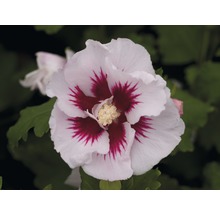 Närbild av en hibiskusblomma med vita kronblad och rött centrum