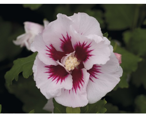 Närbild av en hibiskusblomma med vita kronblad och rött centrum