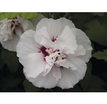 Närbild av en fylld hibiskusblomma
