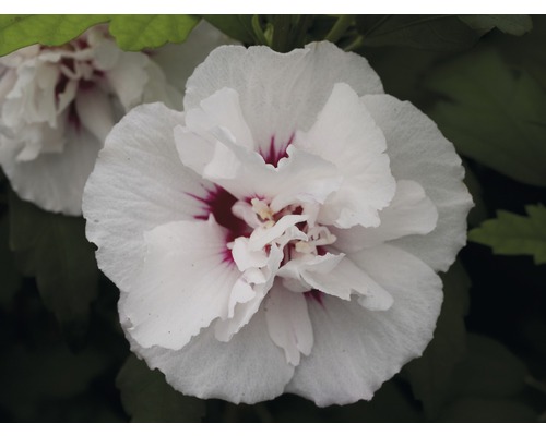 Närbild av en fylld hibiskusblomma