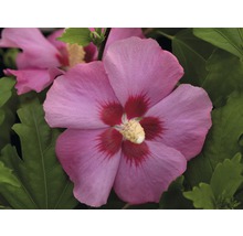Närbild av en rosa hibiskusblomma med gröna blad.