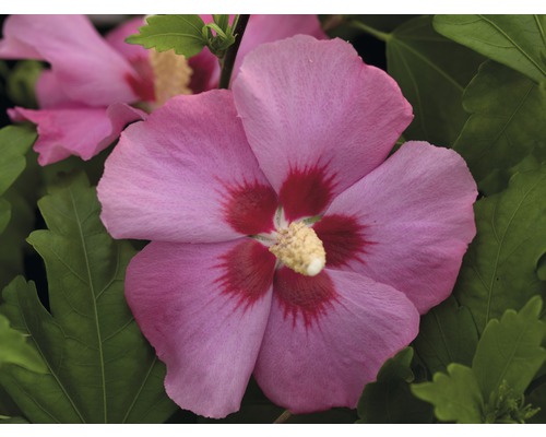 Närbild av en rosa hibiskusblomma med gröna blad.
