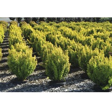 Rad med berberisbuskar i krukor för trädgården