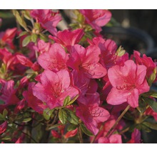 Närbild av en azalea med blad och blommor