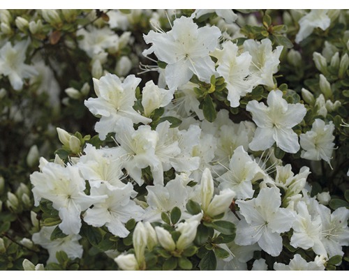Azaleabuske med vita blommor