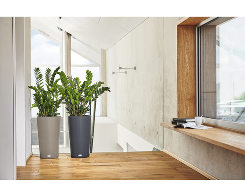 Två krukväxter i strukturerade blomkrukor i ljust rum