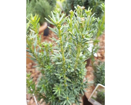 Detalj av städsegrön idegran