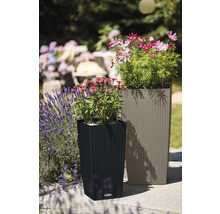 Självvattnande blomkruka LECHUZA Cubico Cottage 40 plast 40x40x75cm sandbrun inkl. substrat