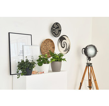 Självvattnande blomkruka LECHUZA Classico Color plast Ø28x26cm sandbrun inkl. substrat