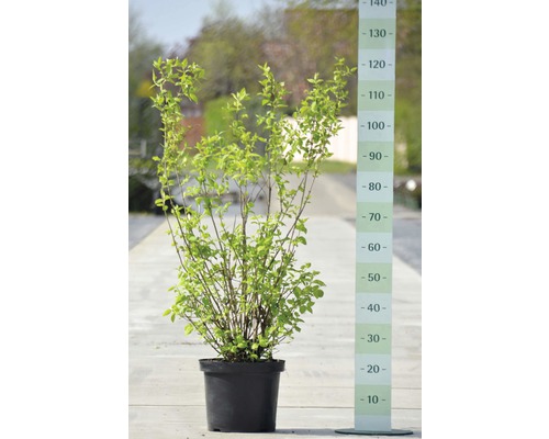 Liguster i kruka med storleksangivelse