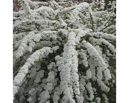 Brudspirea med vita blommor