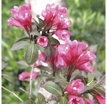 Blommande Weigelia buske
