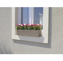 Blomlåda med blommor på fönstret