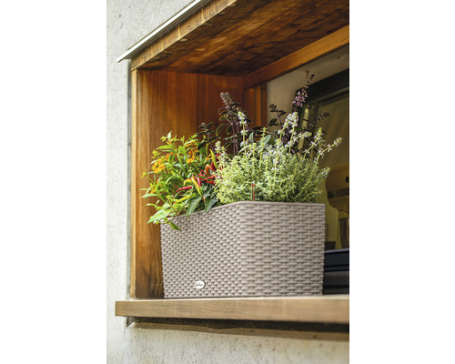 Blomlåda med olika örter i fönstret