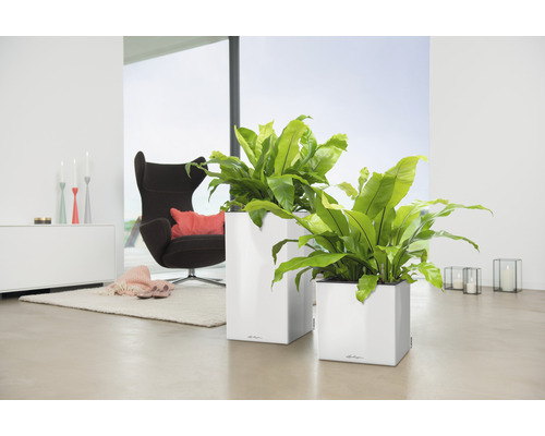 Två fyrkantiga planteringskärl med gröna växter i ett ljust rum med fåtölj och matta.