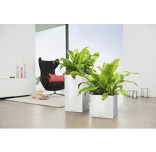Självvattnande blomkruka LECHUZA Canto Premium plast 40x40x40,5cm vit inkl. substrat