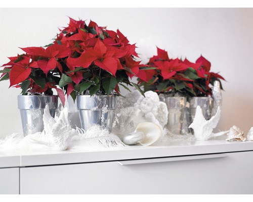 Julstjärna i silverfärgade ytterkrukor som dekoration på en skänk