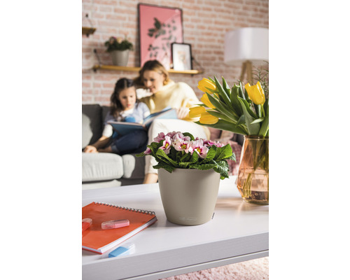 Vardagsrum med primulaväxt i blomkruka på ett bord